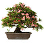 Rhododendron indicum, 32 cm, ± 25 jaar oud