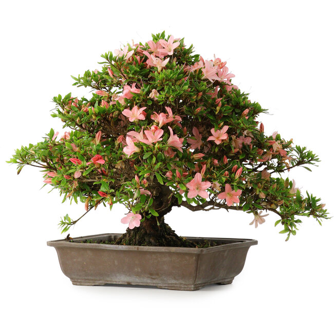 Rhododendron indicum, 32 cm, ± 25 jaar oud