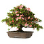 Rhododendron indicum, 32 cm, ± 25 jaar oud