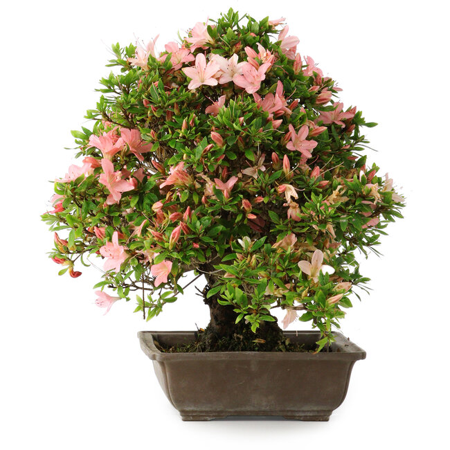 Rhododendron indicum, 32 cm, ± 25 jaar oud