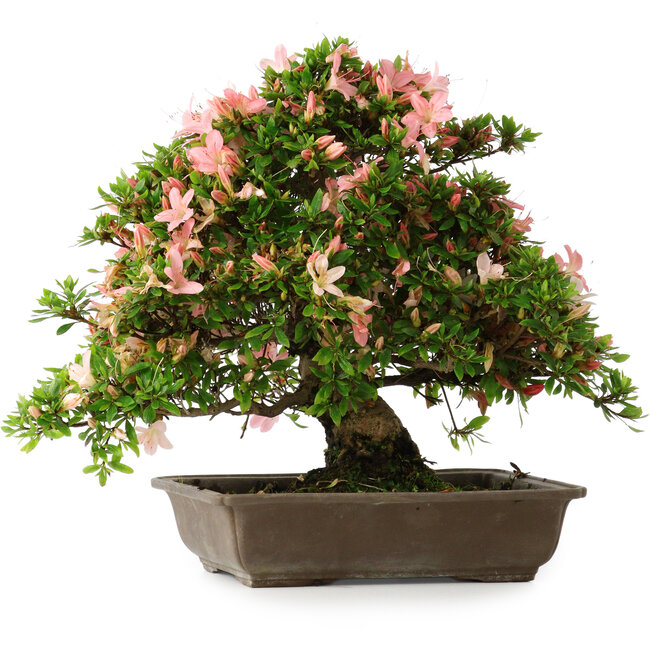 Rhododendron indicum, 32 cm, ± 25 jaar oud