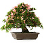Rhododendron indicum, 32 cm, ± 25 jaar oud