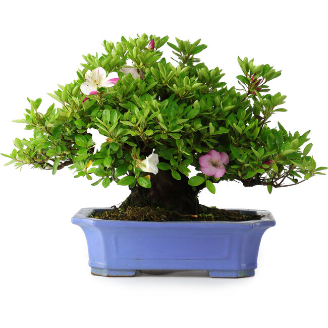 Rhododendron indicum Kagetsu, 34 cm, ± 30 jaar oud