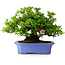 Rhododendron indicum Kagetsu, 34 cm, ± 30 jaar oud