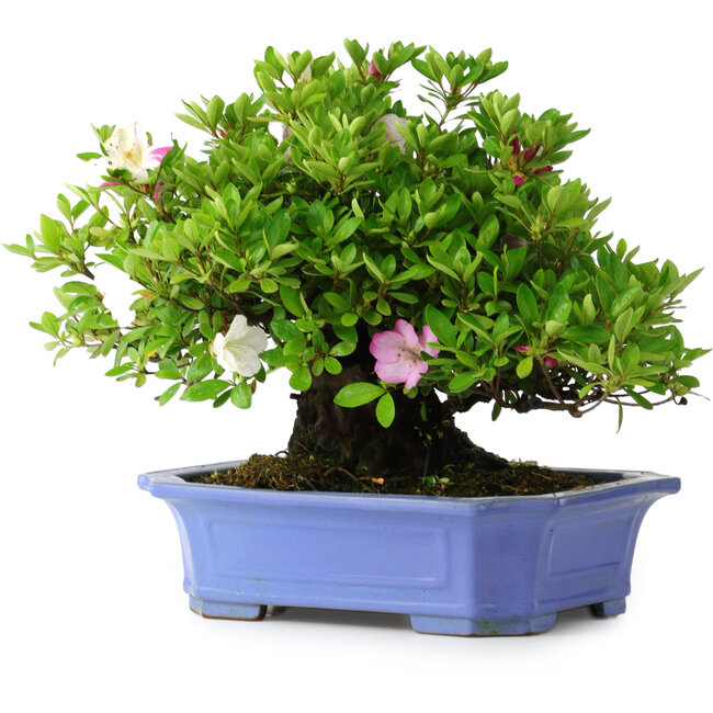 Rhododendron indicum Kagetsu, 34 cm, ± 30 Jahre alt