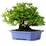 Rhododendron indicum Kagetsu, 34 cm, ± 30 jaar oud