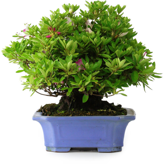Rhododendron indicum Kagetsu, 34 cm, ± 30 years old
