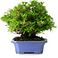 Rhododendron indicum Kagetsu, 34 cm, ± 30 jaar oud