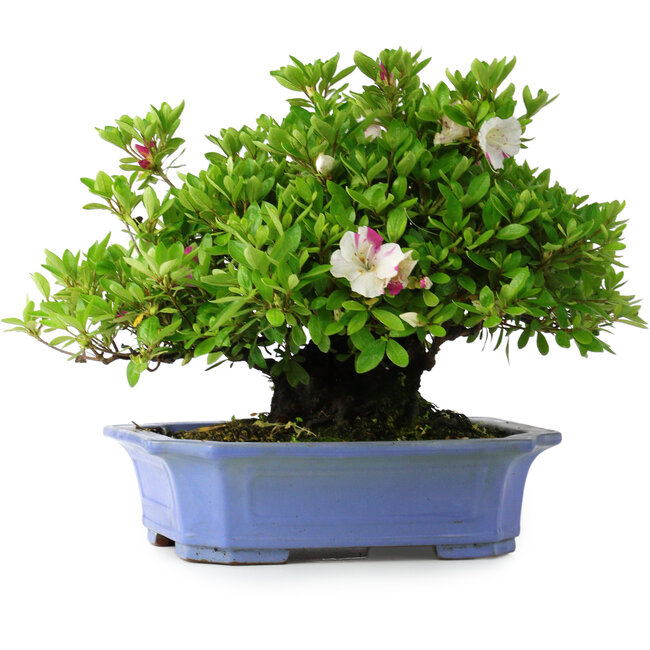 Rhododendron indicum Kagetsu, 34 cm, ± 30 jaar oud