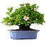Rhododendron indicum Kagetsu, 34 cm, ± 30 jaar oud