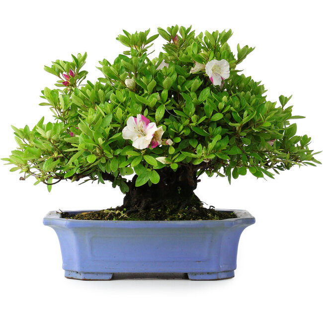 Rhododendron indicum Kagetsu, 34 cm, ± 30 Jahre alt