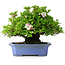 Rhododendron indicum Kagetsu, 34 cm, ± 30 jaar oud