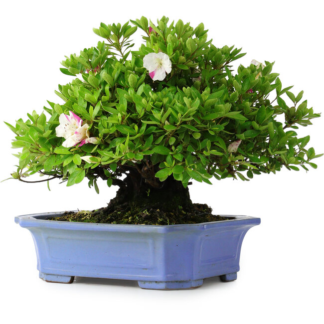 Rhododendron indicum Kagetsu, 34 cm, ± 30 years old