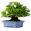 Rhododendron indicum Kagetsu, 34 cm, ± 30 jaar oud