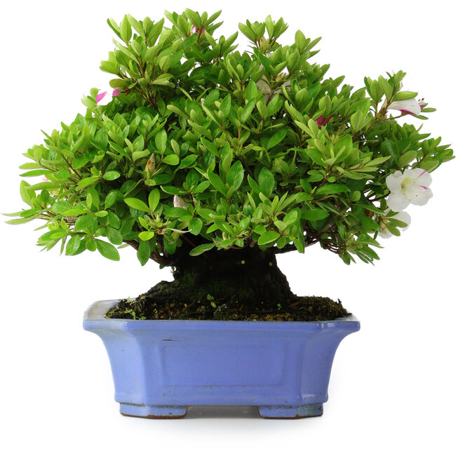 Rhododendron indicum Kagetsu, 34 cm, ± 30 anni