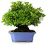 Rhododendron indicum Kagetsu, 34 cm, ± 30 jaar oud