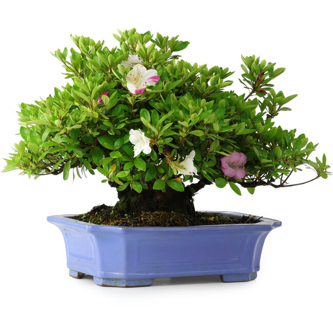 Rhododendron indicum Kagetsu, 34 cm, ± 30 Jahre alt