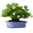Rhododendron indicum Kagetsu, 34 cm, ± 30 jaar oud