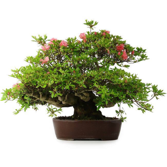 Rhododendron indicum Wakaebisu, 47,5 cm, ± 30 jaar oud