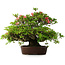 Rhododendron indicum Wakaebisu, 47,5 cm, ± 30 jaar oud