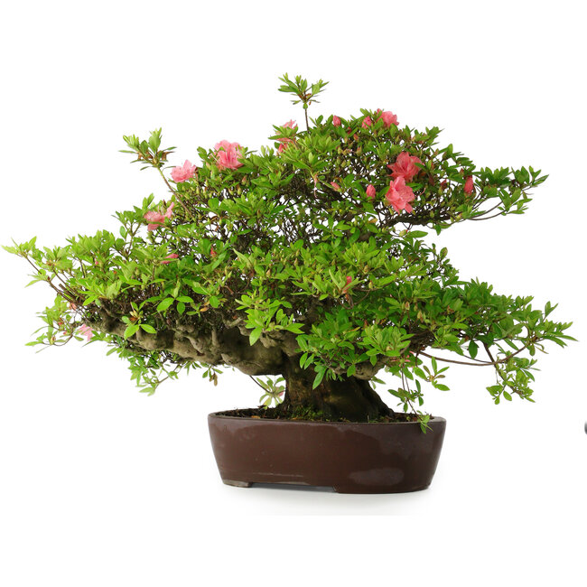 Rhododendron indicum Wakaebisu, 47,5 cm, ± 30 years old