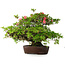 Rhododendron indicum Wakaebisu, 47,5 cm, ± 30 jaar oud