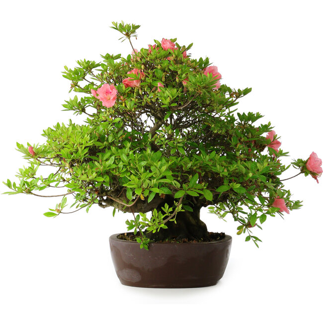 Rhododendron indicum Wakaebisu, 47,5 cm, ± 30 years old