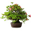 Rhododendron indicum Wakaebisu, 47,5 cm, ± 30 jaar oud