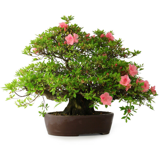 Rhododendron indicum Wakaebisu, 47,5 cm, ± 30 years old