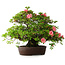 Rhododendron indicum Wakaebisu, 47,5 cm, ± 30 jaar oud