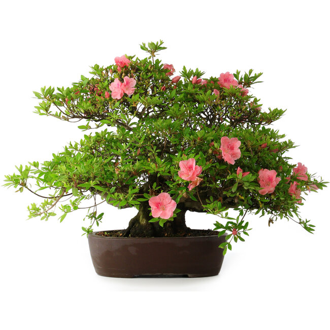 Rhododendron indicum Wakaebisu, 47,5 cm, ± 30 years old