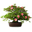 Rhododendron indicum Wakaebisu, 47,5 cm, ± 30 jaar oud