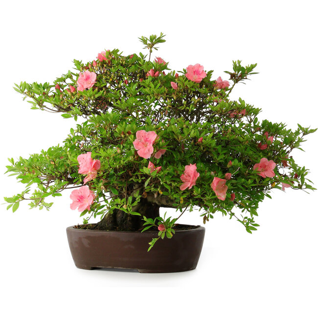 Rhododendron indicum Wakaebisu, 47,5 cm, ± 30 years old