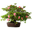Rhododendron indicum Wakaebisu, 47,5 cm, ± 30 jaar oud