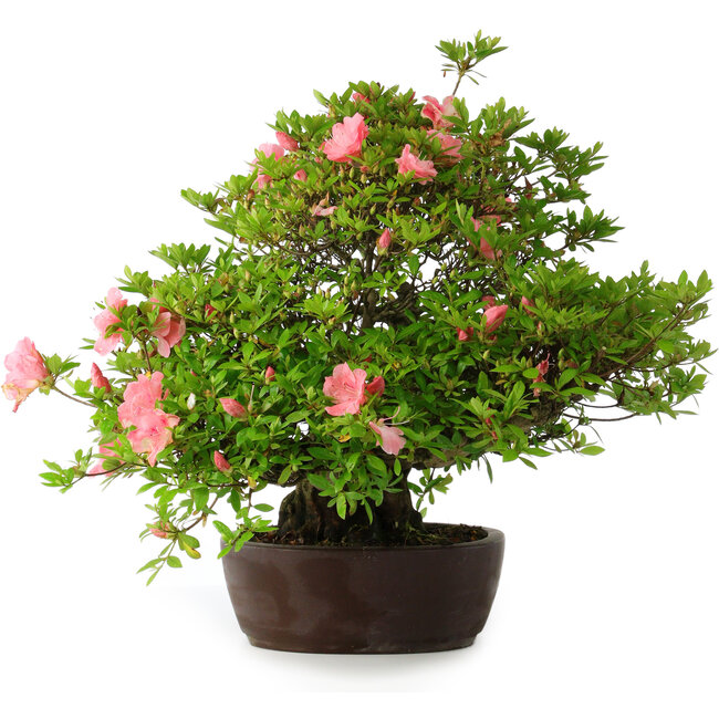 Rhododendron indicum Wakaebisu, 47,5 cm, ± 30 years old