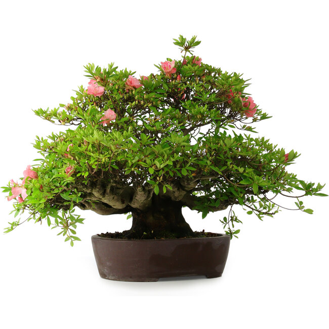 Rhododendron indicum Wakaebisu, 47,5 cm, ± 30 years old