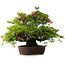 Rhododendron indicum Wakaebisu, 47,5 cm, ± 30 jaar oud