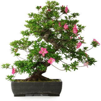 Rhododendron indicum Juko, 64 cm, ± 30 jaar oud