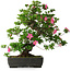 Rhododendron indicum Juko, 64 cm, ± 30 jaar oud