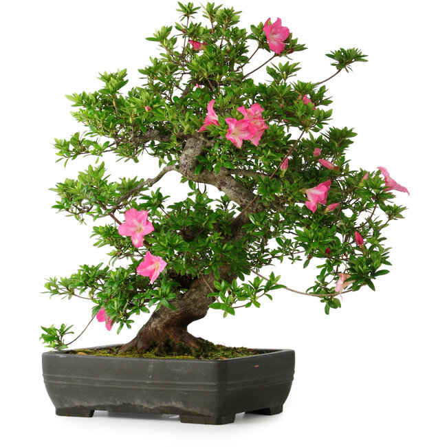 Rhododendron indicum Juko, 64 cm, ± 30 Jahre alt