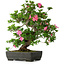 Rhododendron indicum Juko, 64 cm, ± 30 jaar oud
