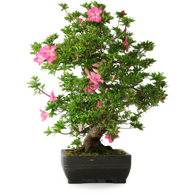 Rhododendron indicum Juko, 64 cm, ± 30 years old