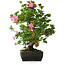 Rhododendron indicum Juko, 64 cm, ± 30 jaar oud