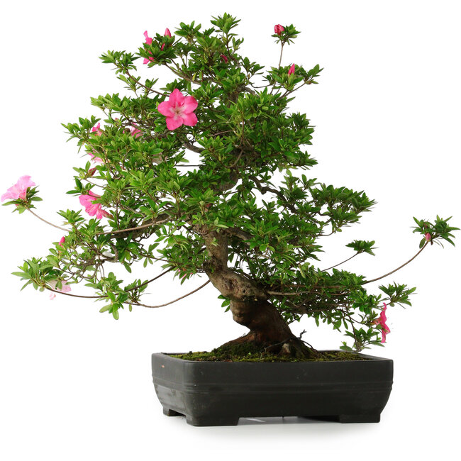 Rhododendron indicum Juko, 64 cm, ± 30 jaar oud