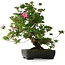 Rhododendron indicum Juko, 64 cm, ± 30 jaar oud