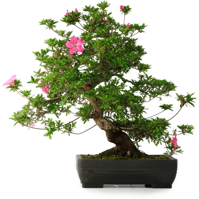 Rhododendron indicum Juko, 64 cm, ± 30 years old