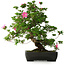 Rhododendron indicum Juko, 64 cm, ± 30 jaar oud
