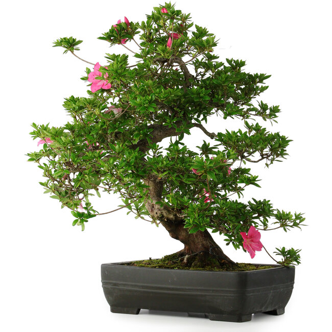 Rhododendron indicum Juko, 64 cm, ± 30 Jahre alt