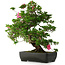 Rhododendron indicum Juko, 64 cm, ± 30 jaar oud