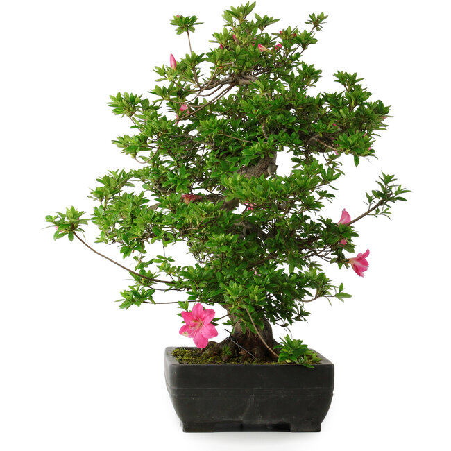 Rhododendron indicum Juko, 64 cm, ± 30 Jahre alt